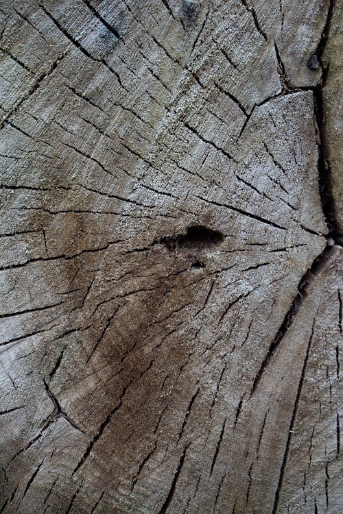 Free Brown Wooden Log Stock Photo
