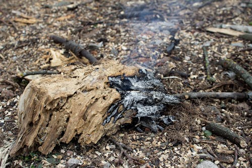 Free stock photo of campfire, forest fire, smoking