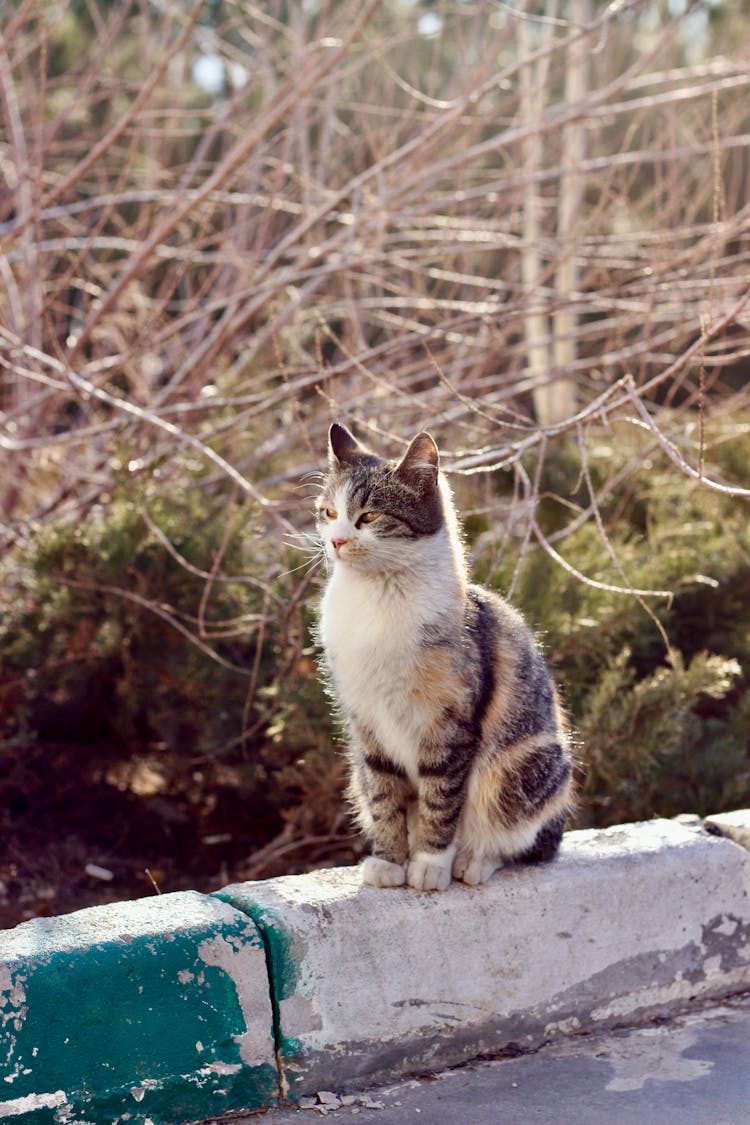 Cat Sitting On A Gutter