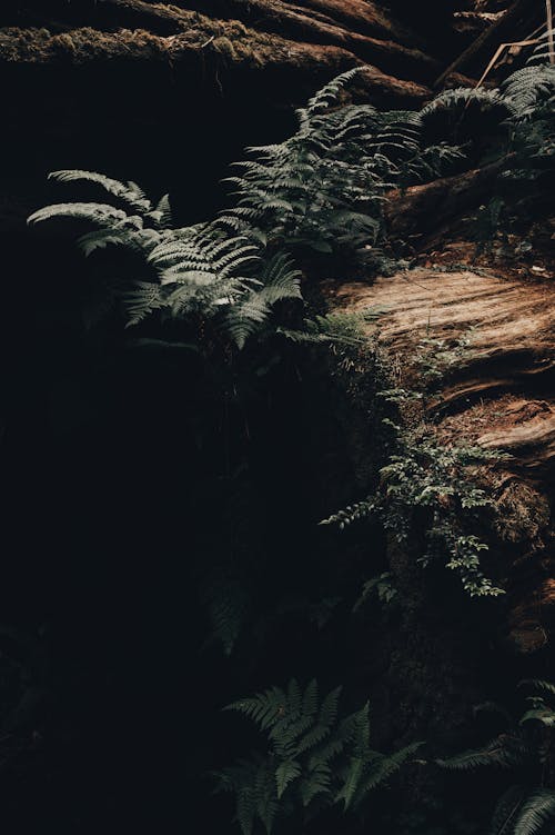 Ferns in a Dark Forest 