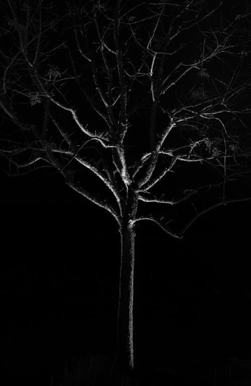 Black and White Photo of a Leafless Tree