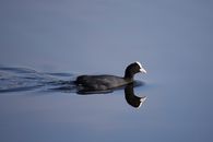 Coot