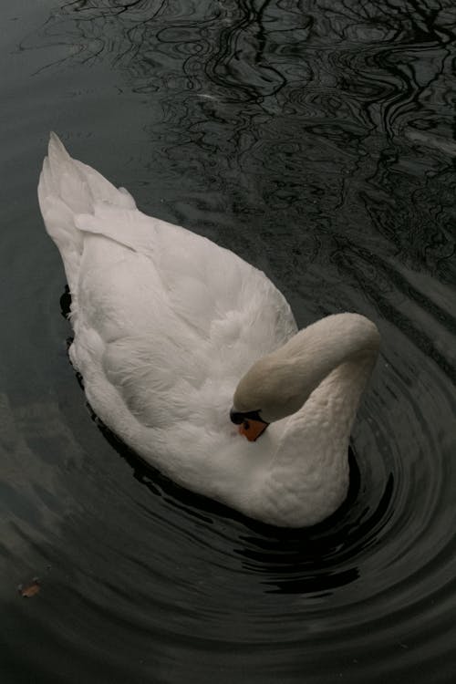 бесплатная Бесплатное стоковое фото с белый лебедь, вертикальный выстрел, вода Стоковое фото