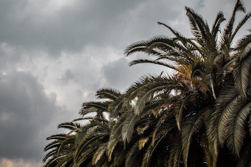 Green Palm Tree Under Cloudy Sky