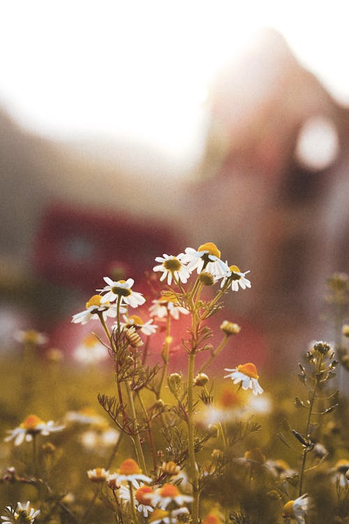 Immagine gratuita di camomilla, fiori, fioritura