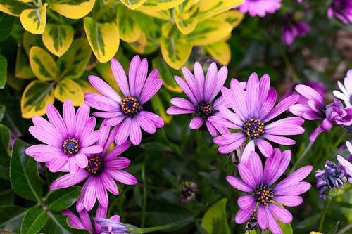 Purple Flowers near Green Leaves