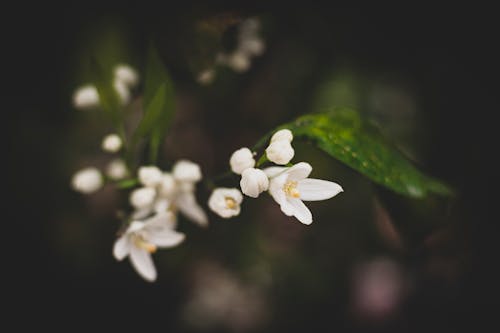 Free Slender Deutzia Flowers in Close-up Photography Stock Photo