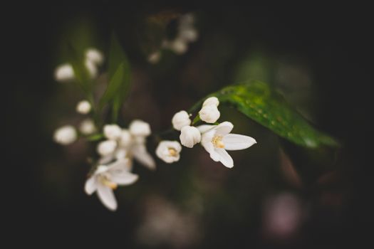 white deutzia blossoms