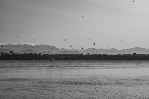 Birds Flying over Lake