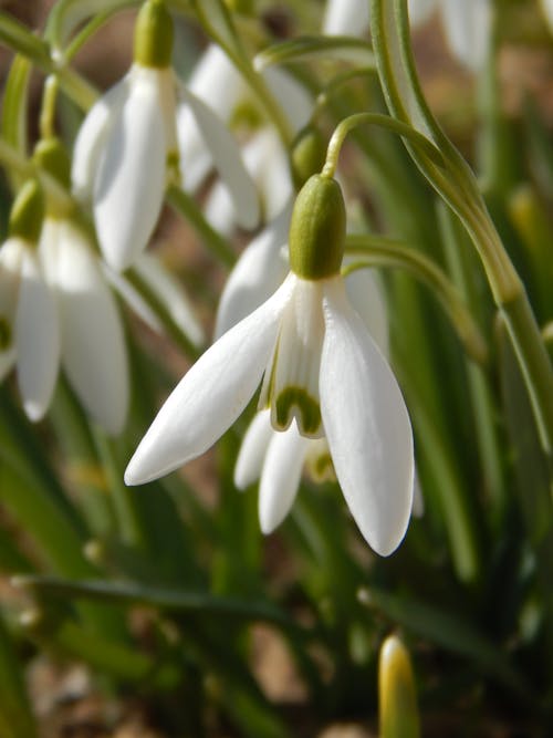 Free Snowdrop Flowers in Close-up Photography Stock Photo