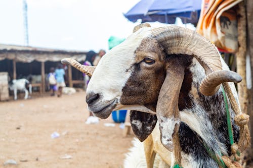 Sahelian Goat in Close-up Photography