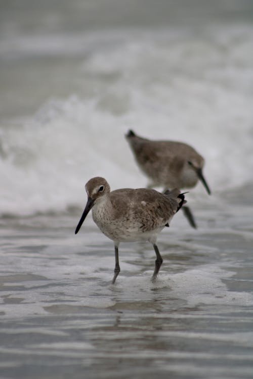 Photos gratuites de aviaire, fermer, littoral