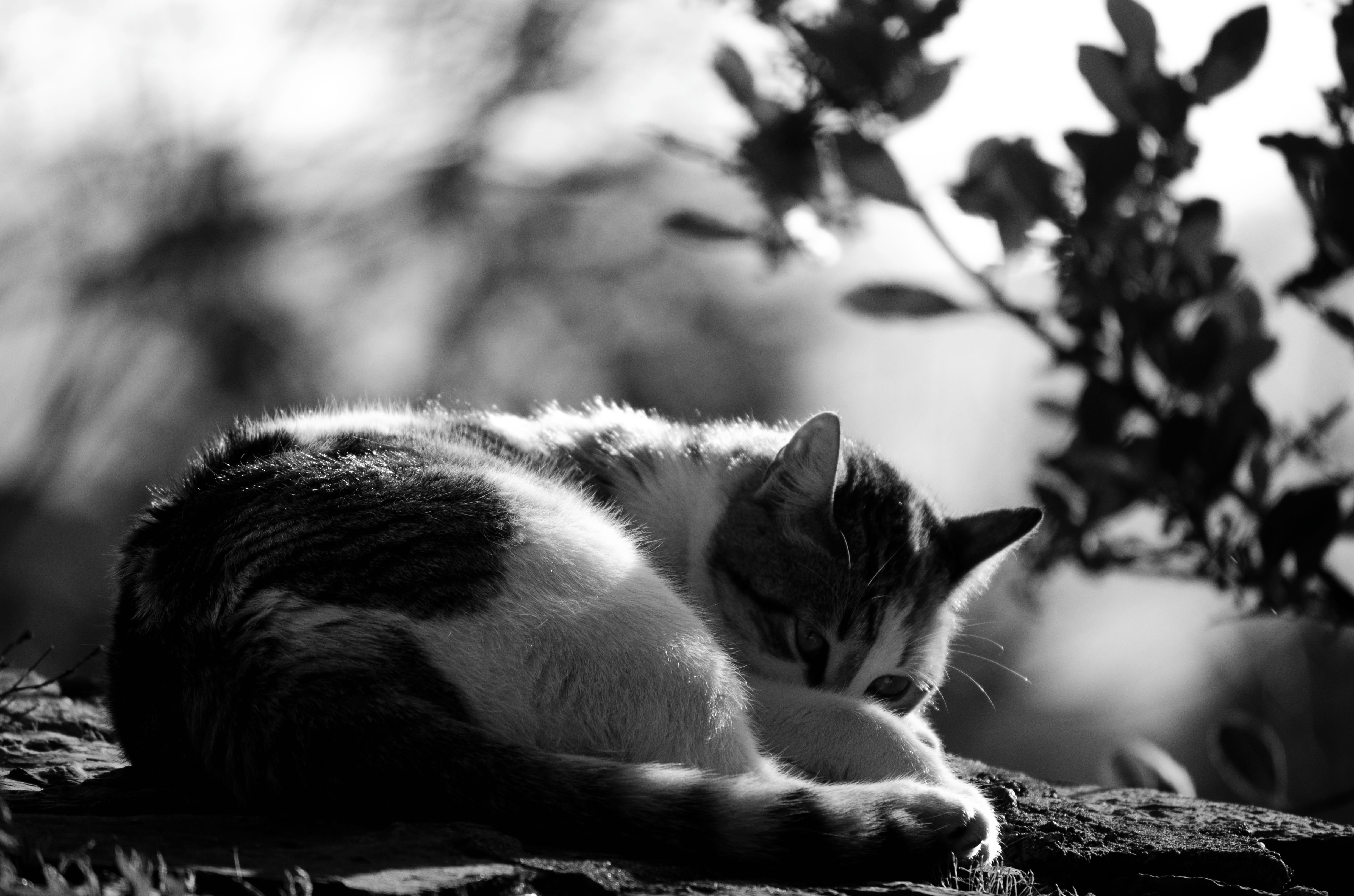 Portrait of a cat at a veterinary clinic