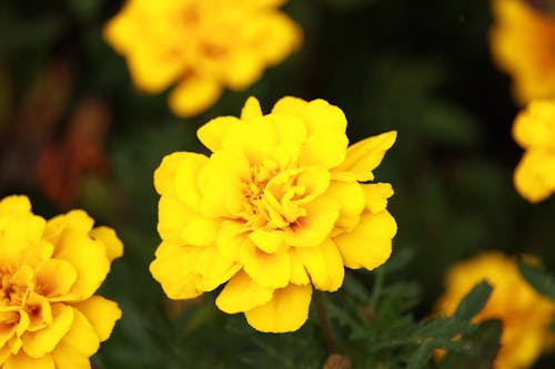 Fotos de stock gratuitas de amarillo, de cerca, flor