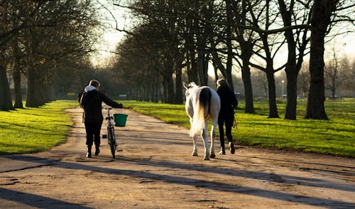 A Person Walking with a Horse