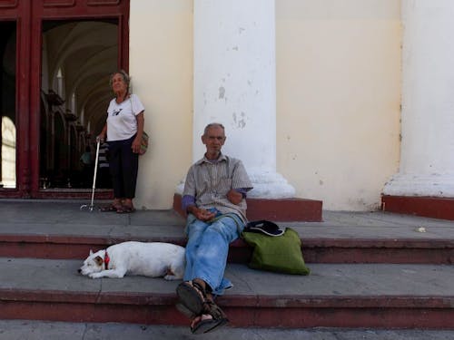 Foto profissional grátis de alforje, animal, cachorro