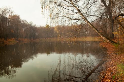 Free Peaceful autumn scene with tree branches reflecting in a calm lake surrounded by colorful fall foliage. Stock Photo