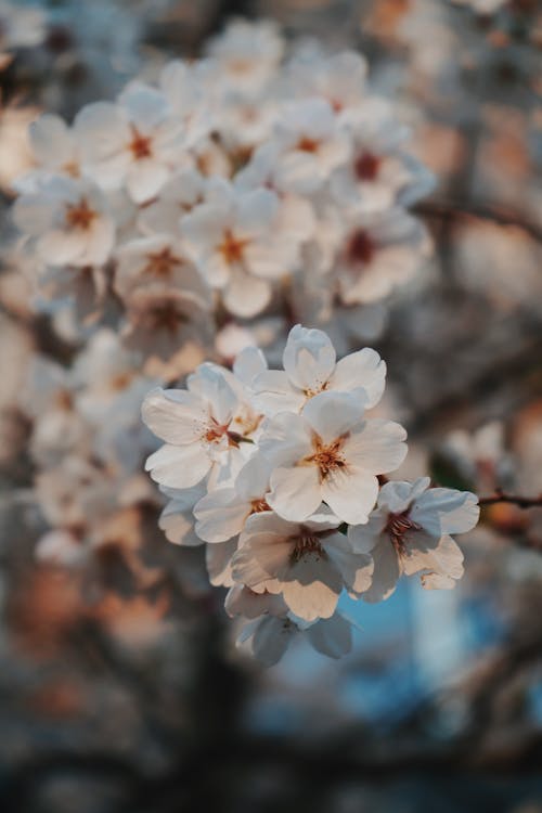 Free Close-up Photo of White Cherry Blossoms Flowers Stock Photo