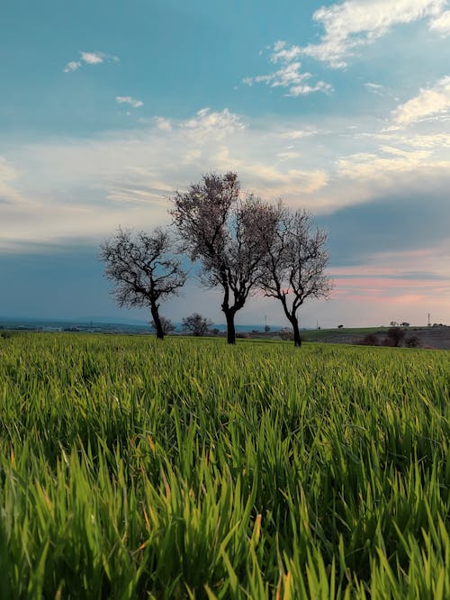 Imagine de stoc gratuită din câmp, cer albastru, copaci bruni