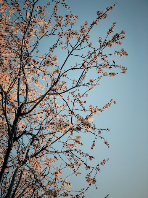 Foto profissional grátis de árvore, brotos, céu