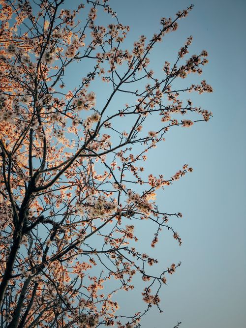 Free A stunning view of cherry blossoms against a clear sky, capturing the essence of spring. Stock Photo