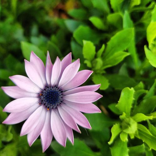 Free Stunning close-up of a purple African daisy with vibrant green leaves. Stock Photo