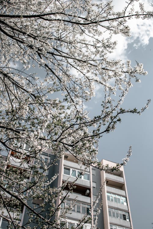 Cherry Blossom Tree outside a Building