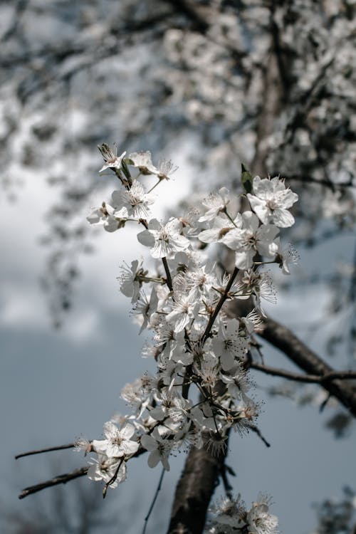 免费 增長, 微妙, 春天的花朵 的 免费素材图片 素材图片