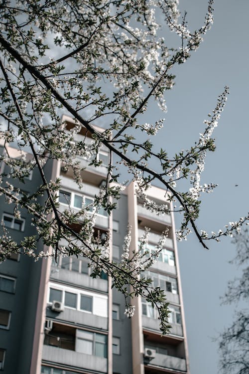 White and Gray Concrete Building Behind Flowering Plants