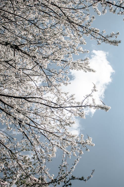 Photos gratuites de branches d'arbre, fleurs de cerisier, fleurs de printemps