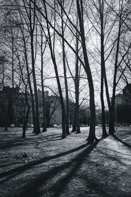 bezplatná Základová fotografie zdarma na téma budovy, černobílý, holé stromy Základová fotografie