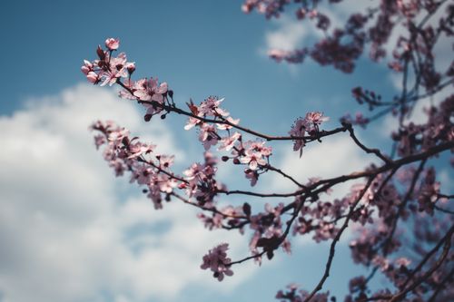 Free Capture of pink cherry blossoms in full bloom against a clear blue sky. Stock Photo