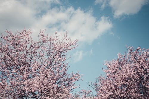 Gratuit Imagine de stoc gratuită din arbori, arc, floare Fotografie de stoc