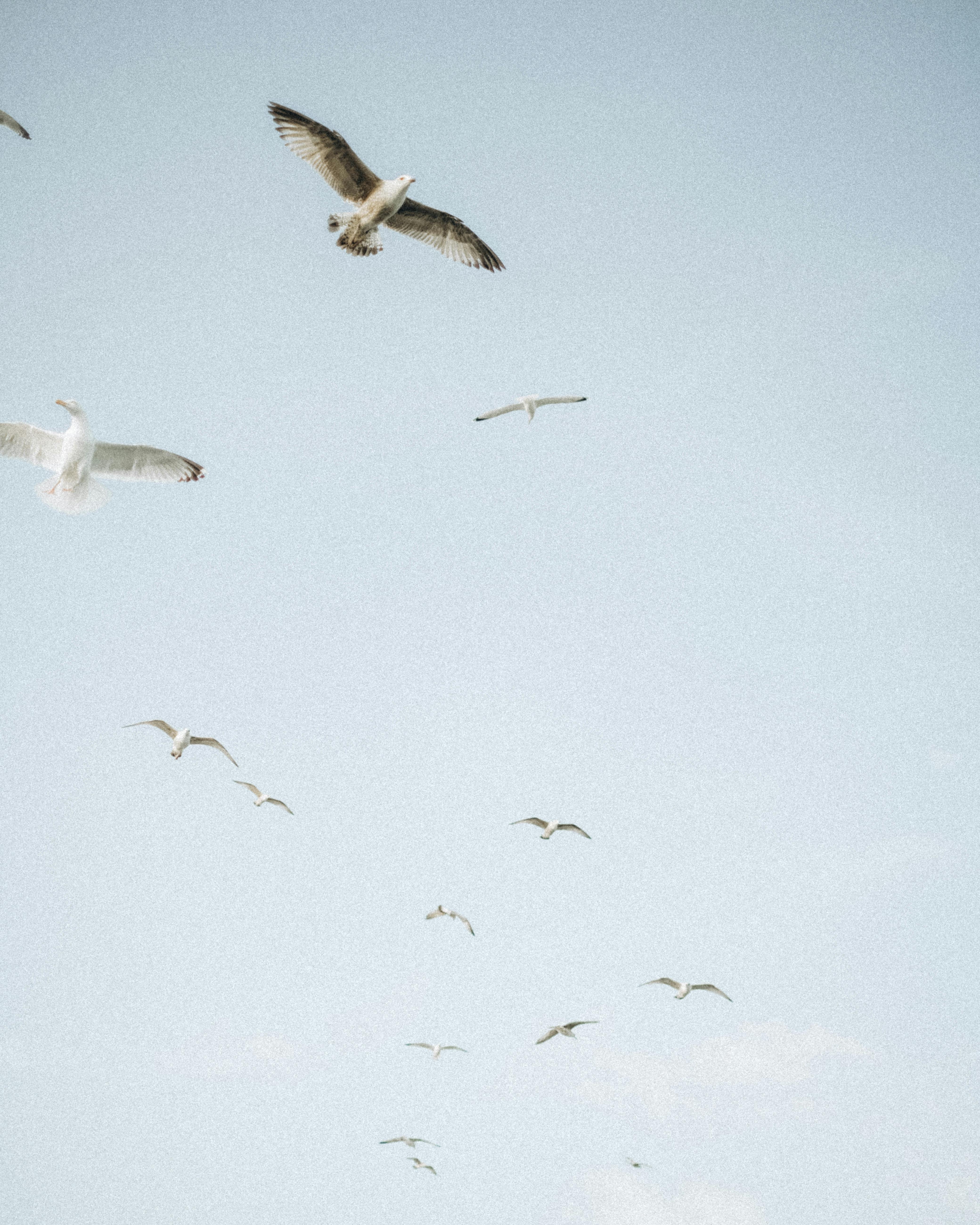 A serene scene of seagulls gracefully flying against a soft blue sky.