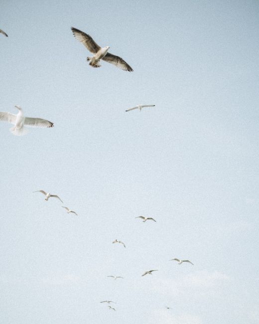 A serene scene of seagulls gracefully flying against a soft blue sky.