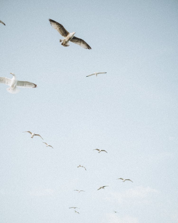 Group Of Seagulls Flying On A Clear Sky 