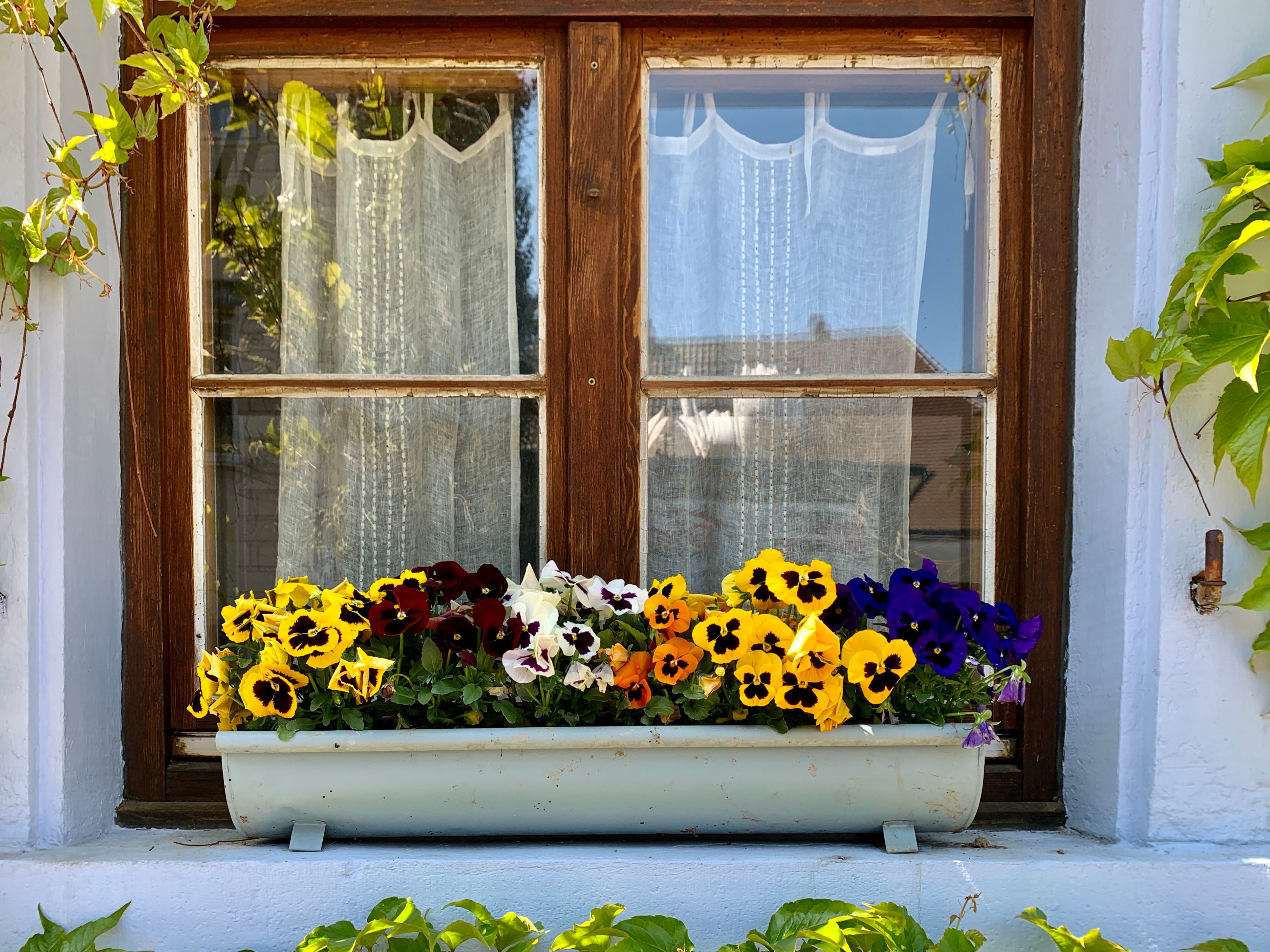 Best Window Box Flowers for Pollinators | Compost Check | Compost Check
