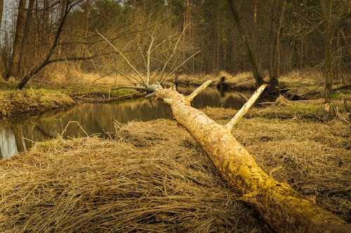 Trunk of a Fallen Tree Across a Stream