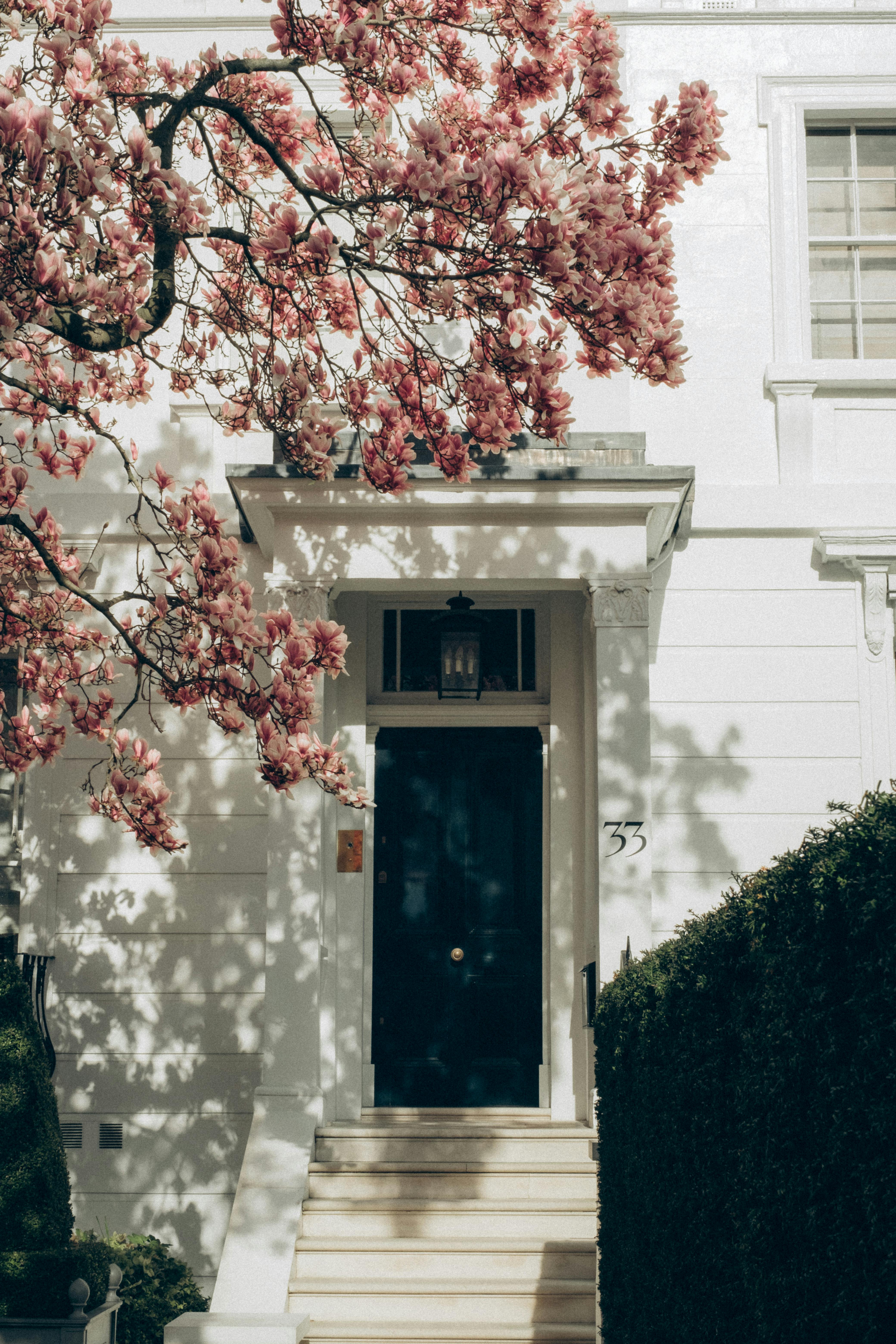 Elegant English townhouse facade with vibrant spring blossoms in full bloom.