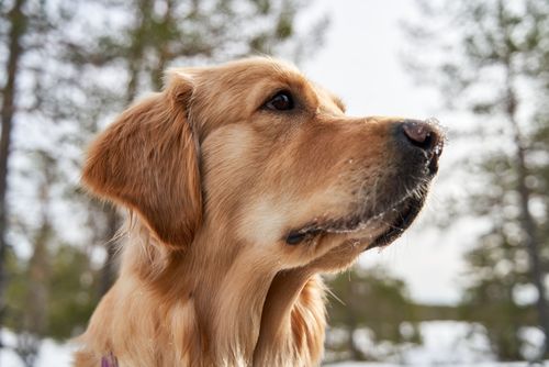 Free Golden Retriever close-up with nature background in Norway. Stock Photo