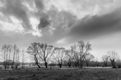 Free Grayscale Photo of Trees under a Cloudy Sky Stock Photo