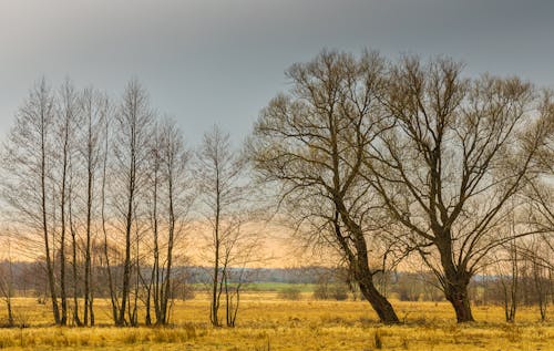 Kostenloses Stock Foto zu außerorts, blattlos, feld