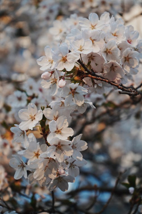 คลังภาพถ่ายฟรี ของ การถ่ายภาพดอกไม้, ดอกซากุระ, ดอกไม้สีขาว