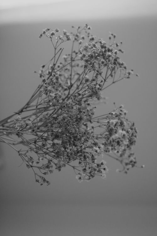 Free Elegant close-up of baby's breath flowers in black and white, showcasing delicate details. Stock Photo