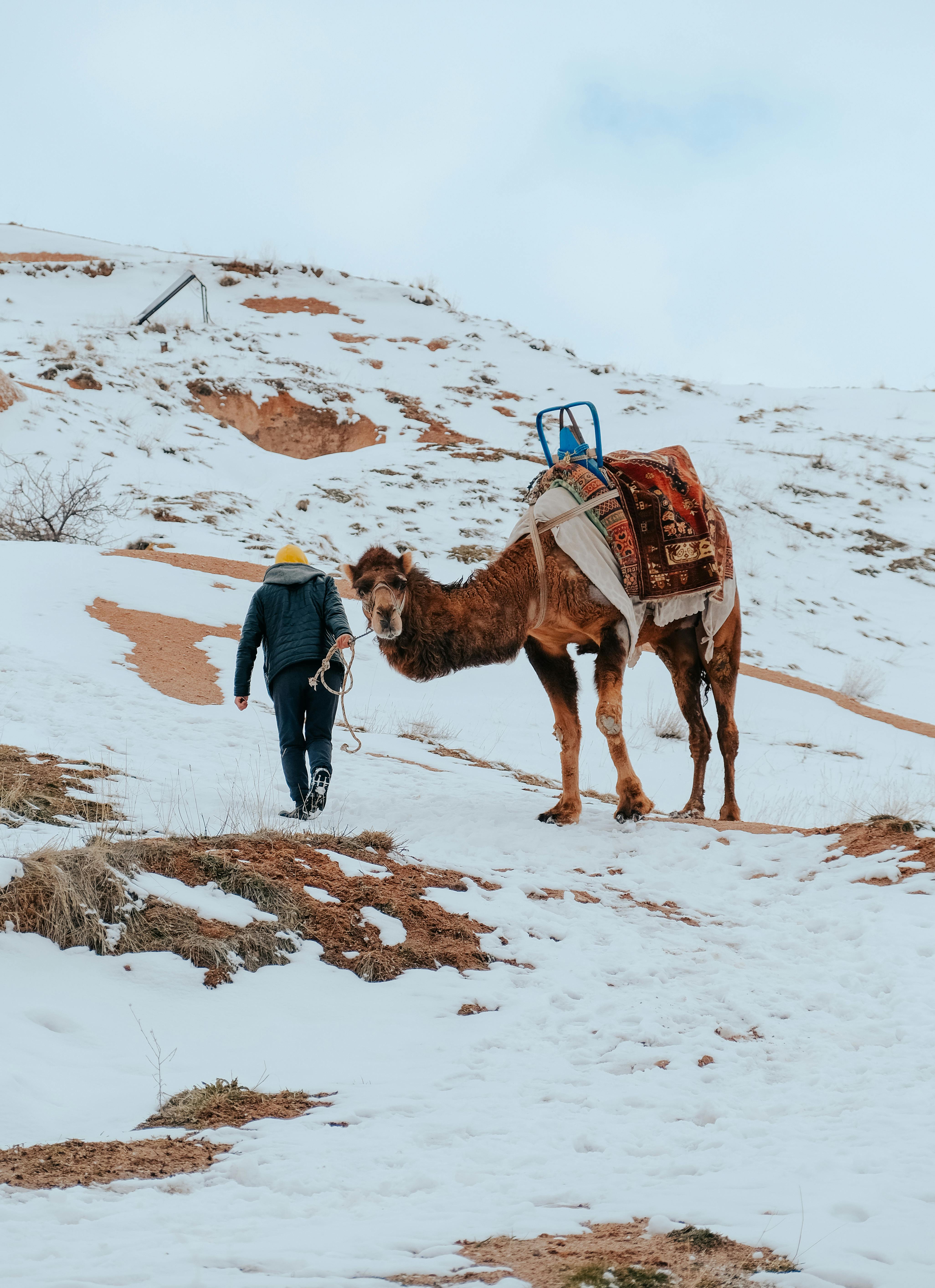 A person guiding a camel with a leash on a snowy mountainside during winter.
