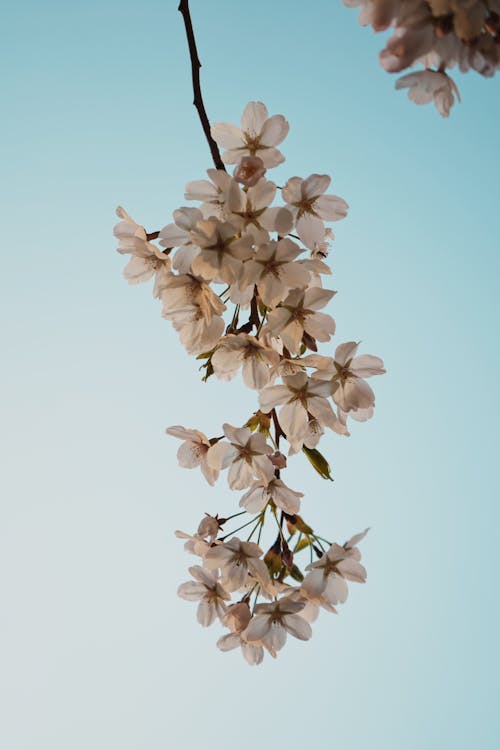 คลังภาพถ่ายฟรี ของ กรุงเบอร์ลิน, กลีบดอก, กลีบดอกสีขาว