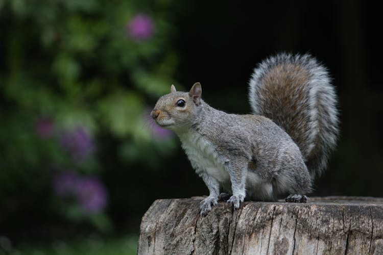 Close-Up Shot Of A Squirrel