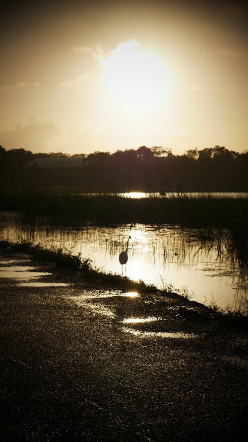 Foto profissional grátis de ave, depois da chuva, lago