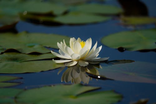 Free Photo of a Water Lily  Stock Photo