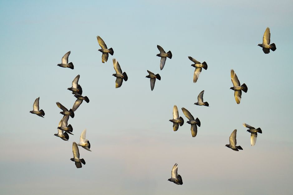 A captivating shot of pigeons flying together against a serene blue sky, showcasing freedom and movement.